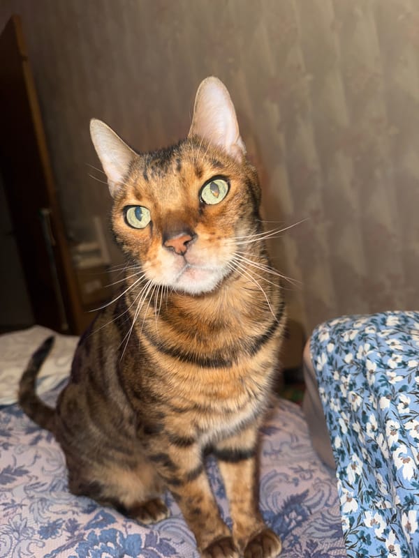 Tabby cat rests on patterned bedding during afternoon
