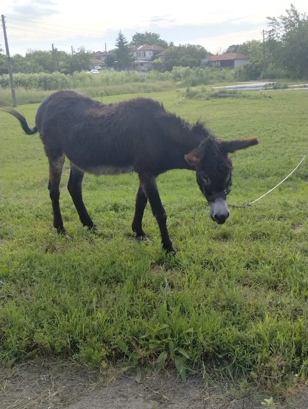 Rural life documented in Bulgarian village: donkey, wildlife, harvest