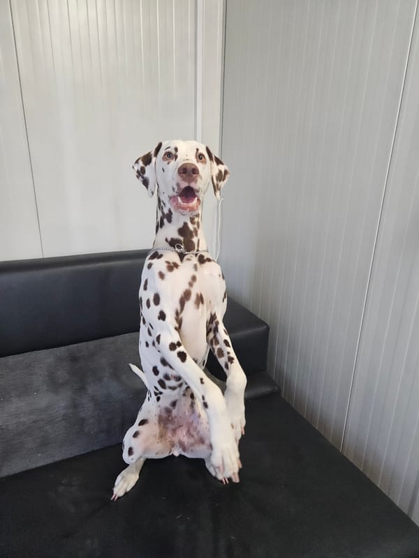 Dalmatian dog and beekeeping textbook browsing captured in Bulgaria