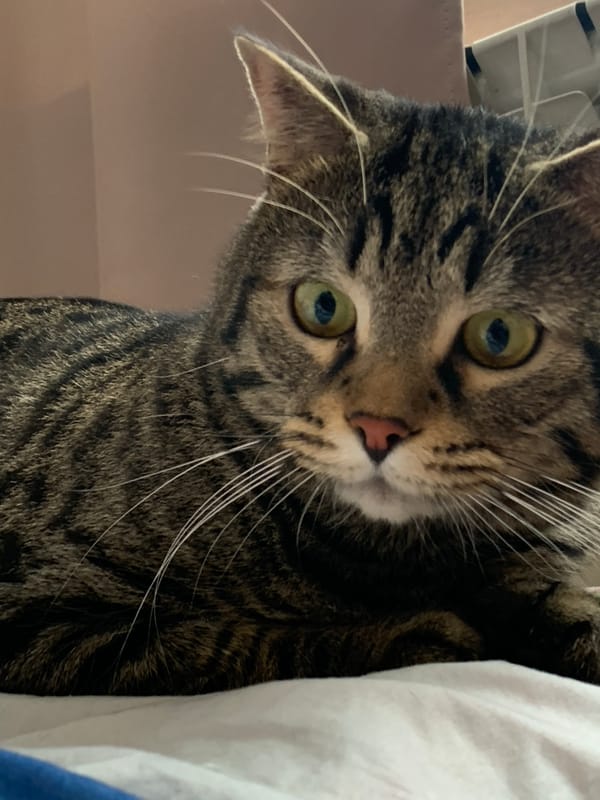 Tabby cat's casual morning around the house