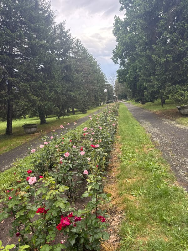 Anonymous witness documents urban park and street scenes during afternoon
