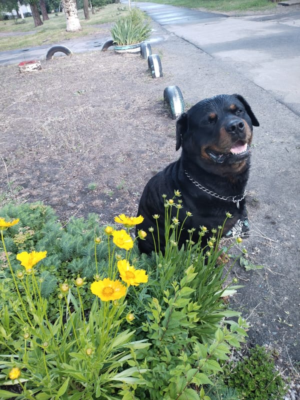 Rottweiler spotted in park among flowers in Horishni Plavni
