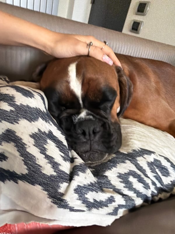 Boxer dog rests on pillow in Lissone home