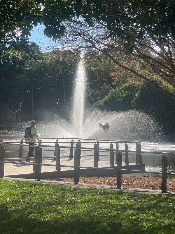 Sunny day at a Brisbane park lake with wooden pier