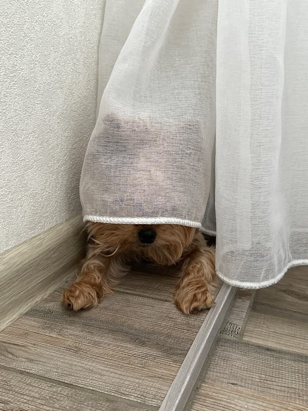 Small dog plays beneath curtains in Sochi home