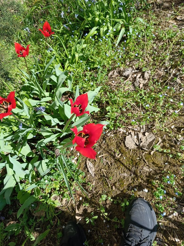 Spring blooms and urban scenes documented in Pleven, Bulgaria