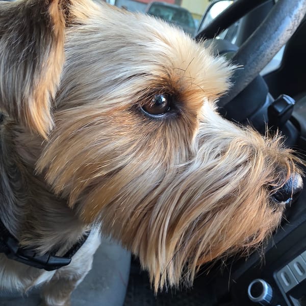Terrier riding shotgun in a Sofia vehicle