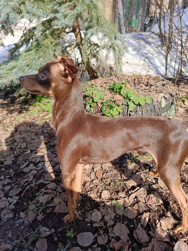 Miniature pinscher spotted in Russian yard amid spring transition