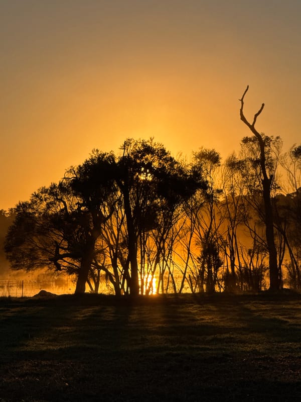 Golden hour landscapes: dewy grass, treeline silhouettes, and still water