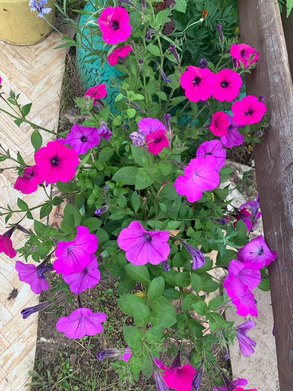 Summer garden day in Chaikovsky, Russia — fruit, flowers, and dirt roads