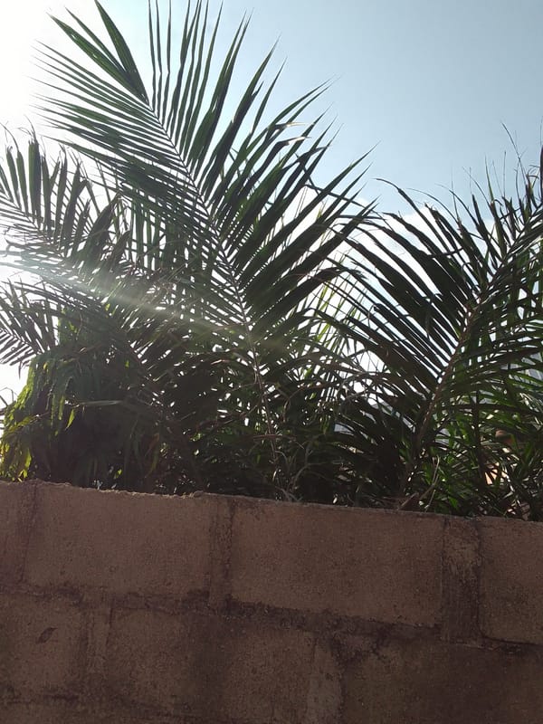 Afternoon walkthrough of a developing homestead with fruit trees and livestock