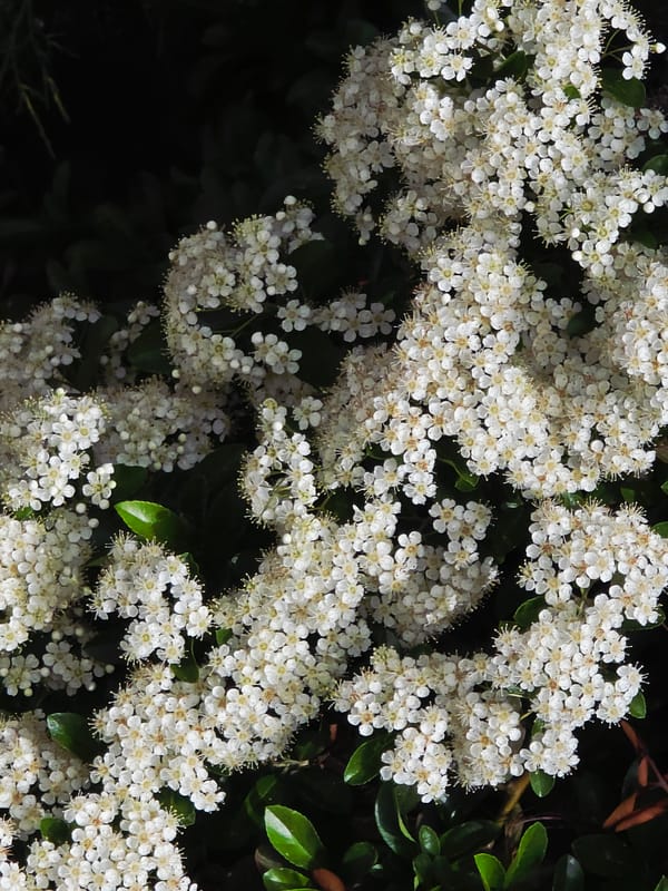 Spring flower photography session interrupted by apparent skydiving incident