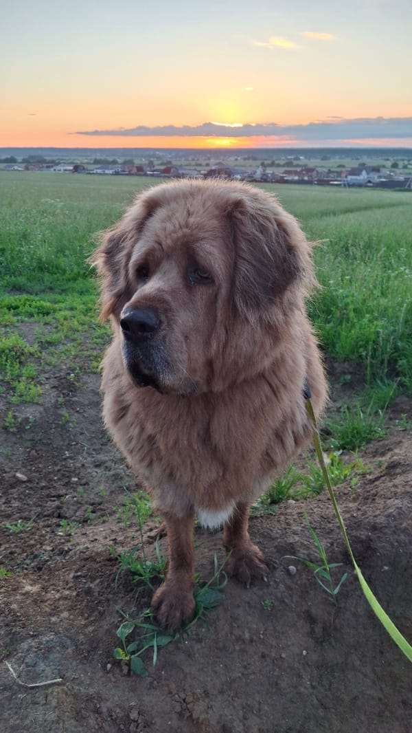 Evening dog walk through Russian countryside at sunset
