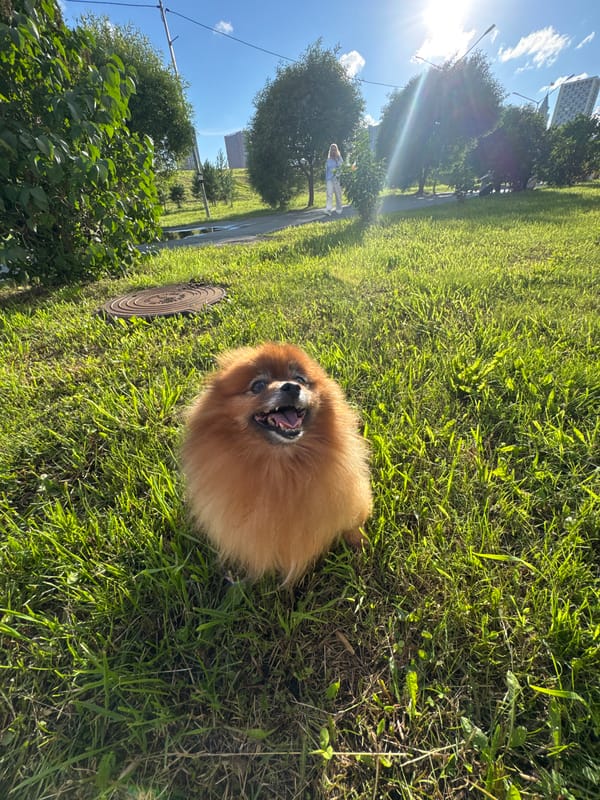 Pomeranian enjoying a sunny afternoon on a green lawn