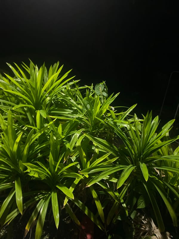 Evening scenes from Baan Tai beachfront restaurants and tropical vegetation