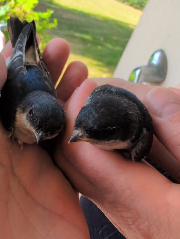 Fledgling swallows held by hand in Dörverden