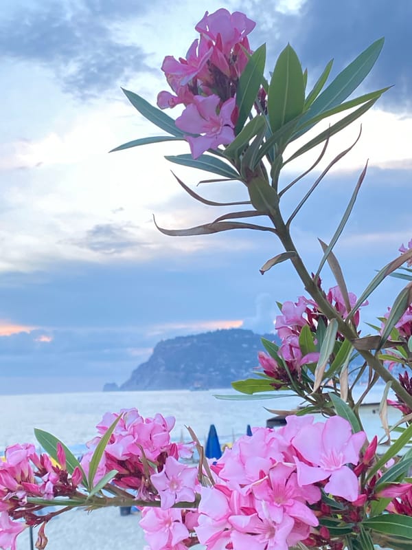 Tourist captures spring blooms and public art in Alanya