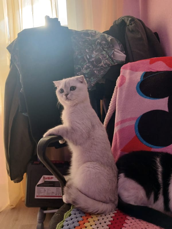 Cats rest on furniture amid blankets in Russian home