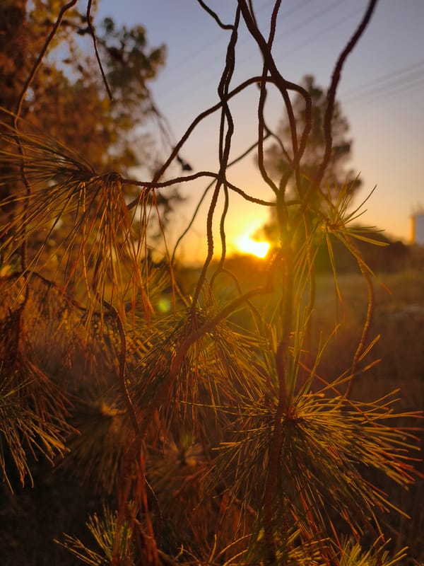 Woman documents golden sunset through pine trees in Israeli countryside
