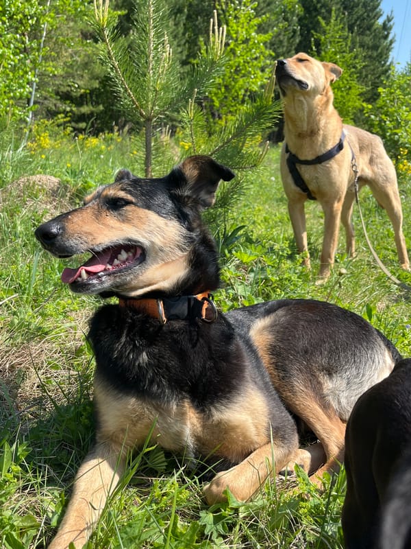 Dogs play and rest in Russian city park