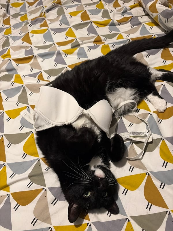 Cat rests on patterned bedding in East Suffolk home