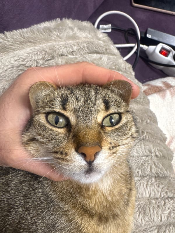 Cat and TV news captured in Shumen home