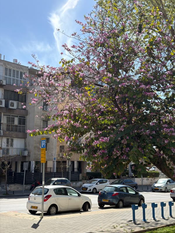 Spring blooms brighten Tel Aviv streets with pink orchid trees