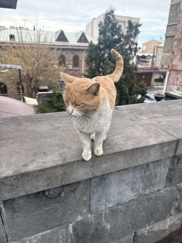 Two cats spotted on stone structures in Yerevan