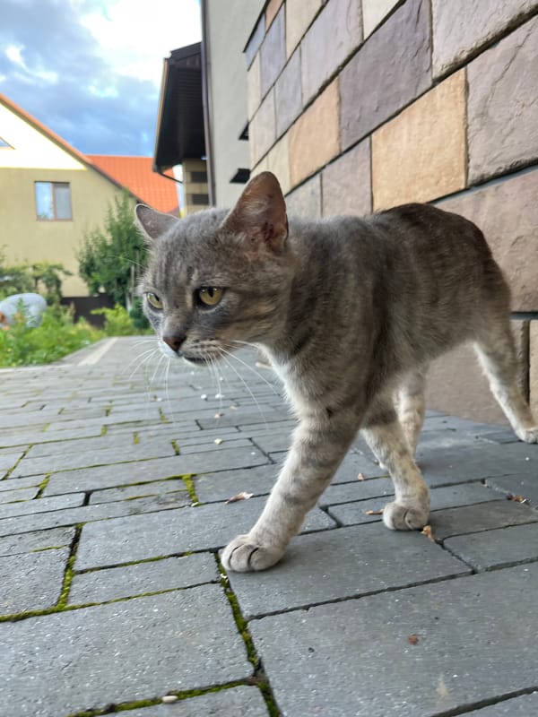 A cat, a garden, and golden hour in Koroviia