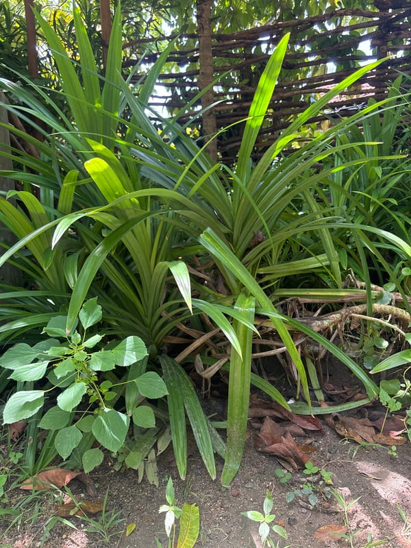 Morning scenes of tropical foliage and dog captured in Kabalana