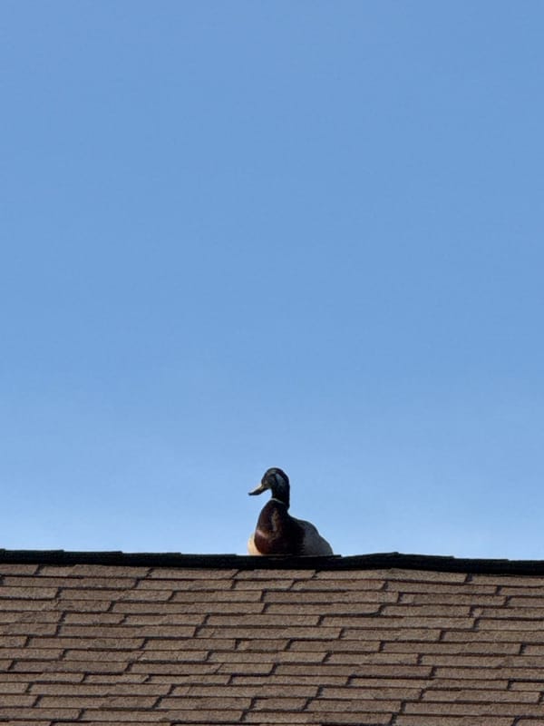 Duck spotted on Columbus rooftop; children observed on residential street