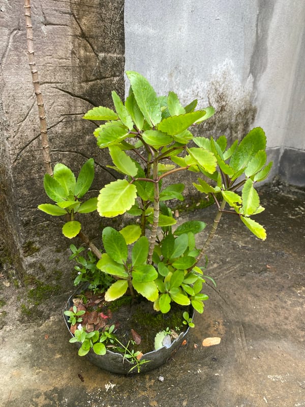 Morning plant and street life documented across Bangladesh locations
