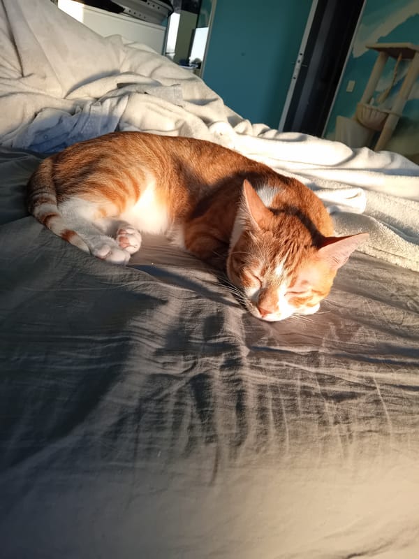 Quiet moments: sleeping cat, sunset cityscape, fountain captured
