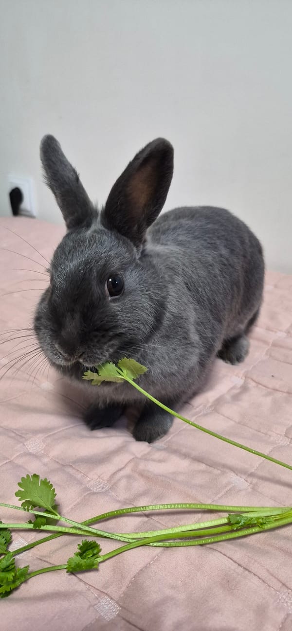 Grey rabbit at home in Ussurijsk, snacking and exploring