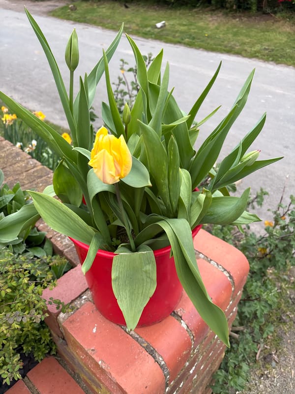 Spring gardens bloom in Longden village residential area
