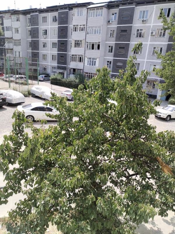 Lazy morning in Osh: street life and a cat at rest