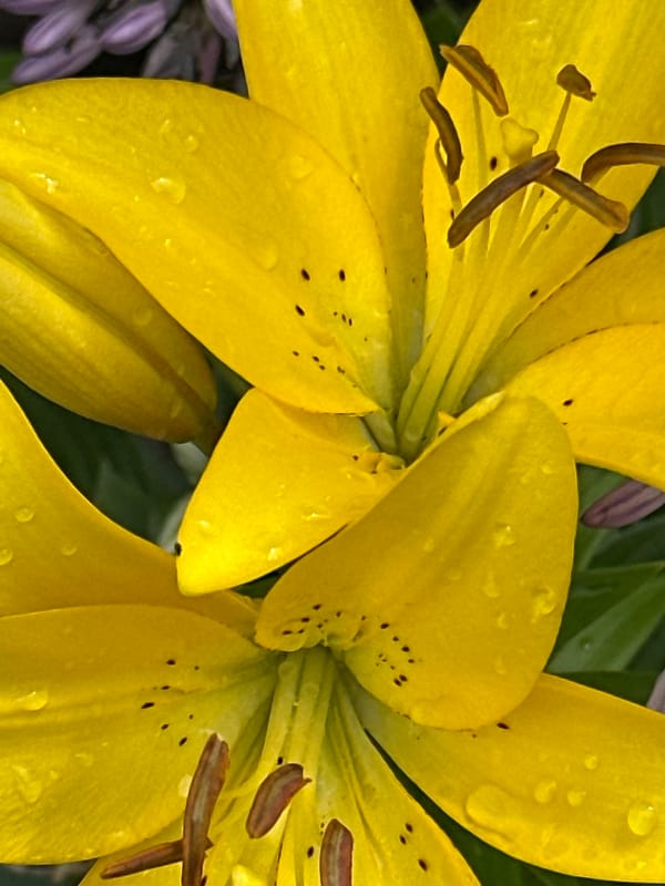 Wet garden flowers in close-up, Podolsk, July morning