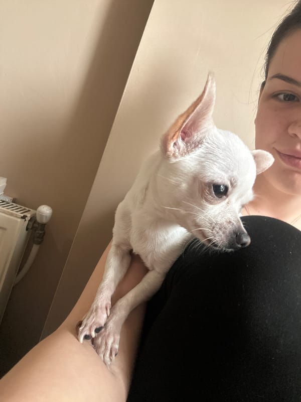 Person photographed with white Chihuahua in Sliven, Bulgaria