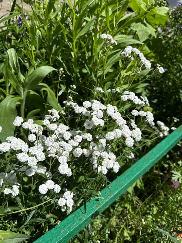 Summer morning in a Russian neighborhood: streets, flowers, and markets