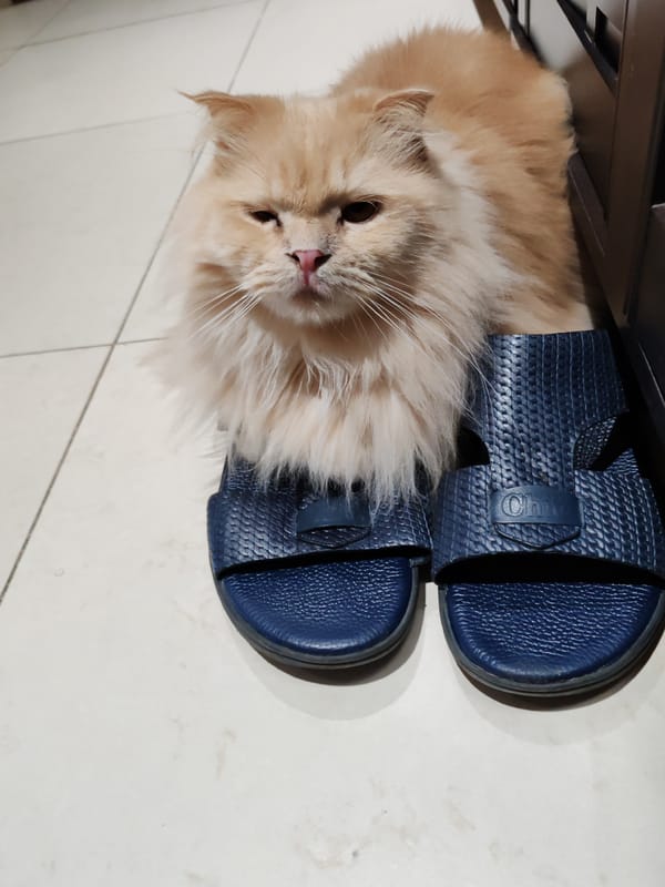 Morning cat activities and feeding time in Dubai