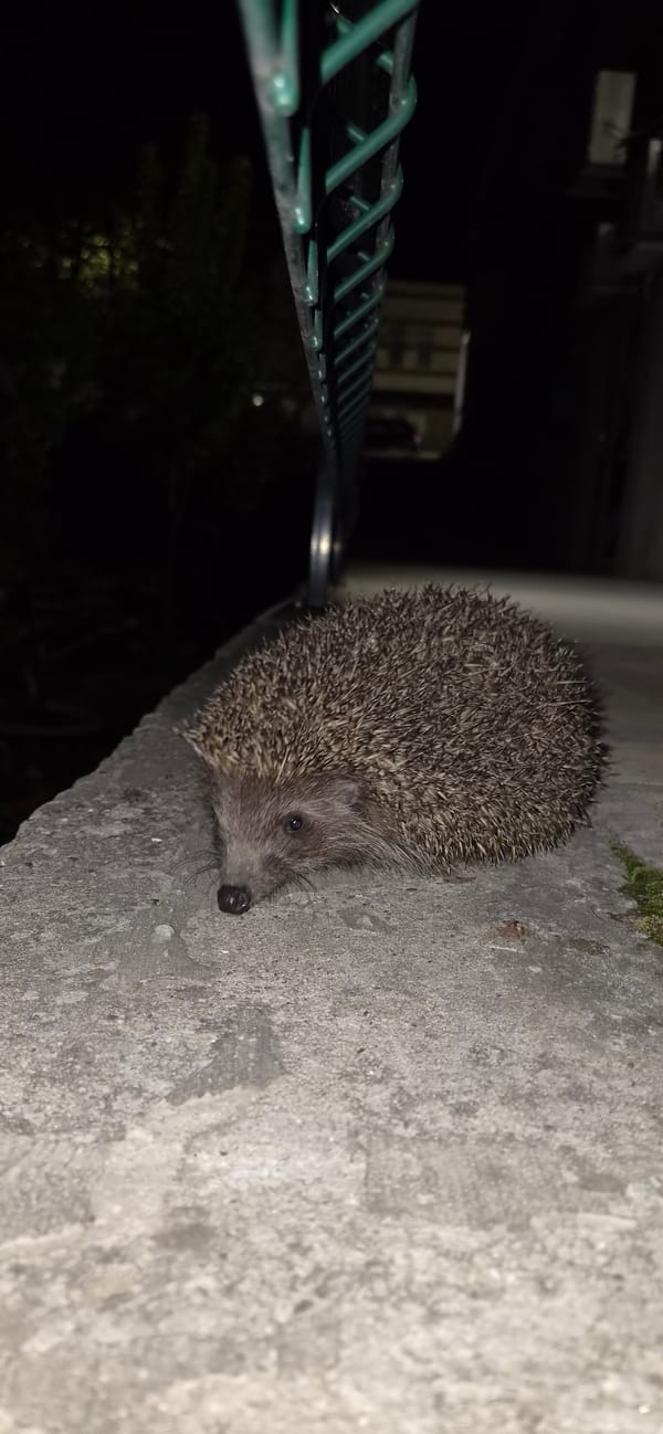 Hedgehog spotted on concrete near fence in Veliko Tarnovo