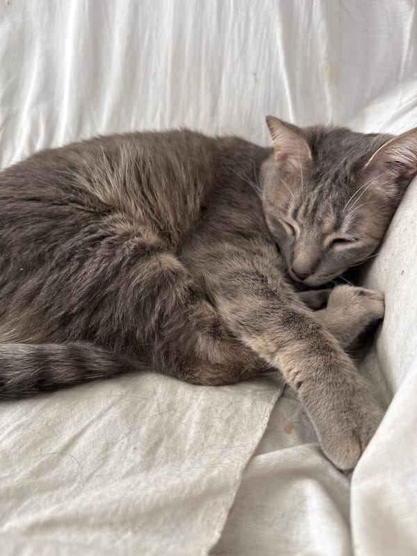 Cats rest peacefully in homes across Puebla