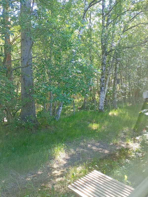 Witness documents sunny wooded area with large tree