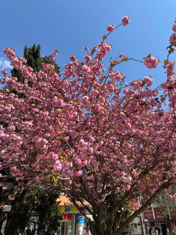 Spring blossoms and ice cream captured in Haskovo, Bulgaria