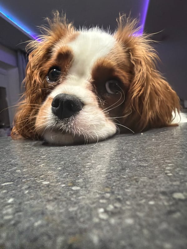 Cavalier King Charles Spaniel lounging indoors with a stuffed animal