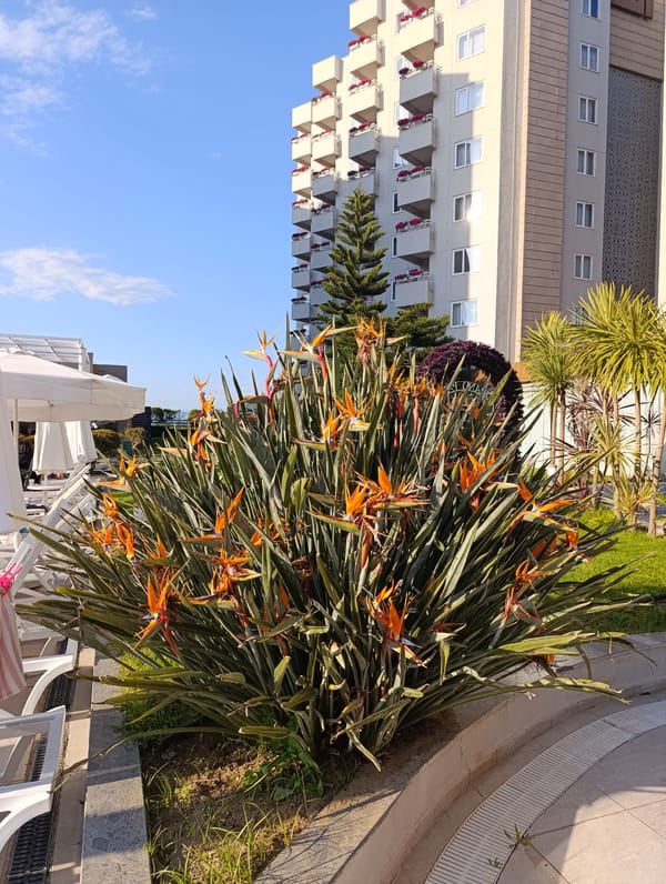 Resort guests enjoy sunny afternoon at Aksu Turkey pool