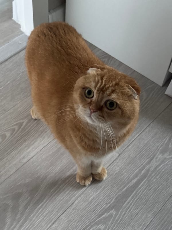 Ginger Scottish Fold cat lounging on a gray floor