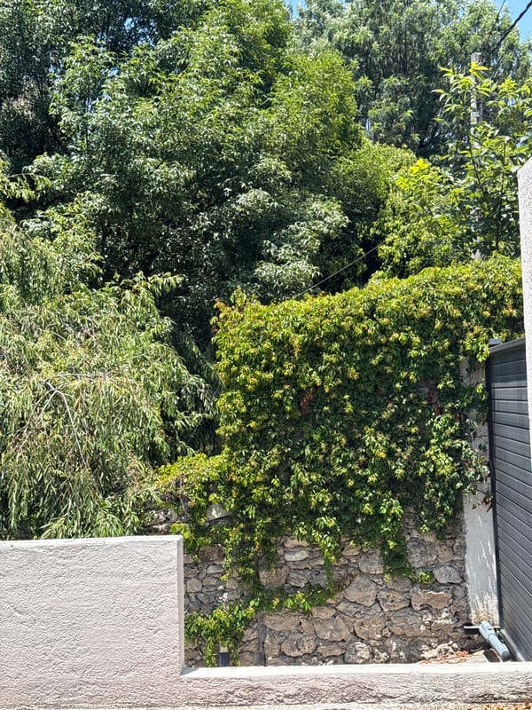 Spring evening moments captured across Puebla gardens and homes