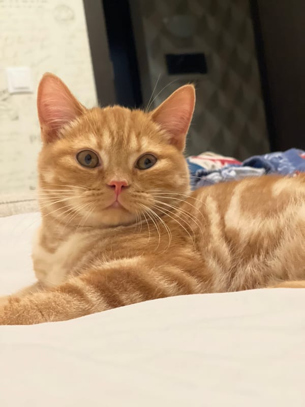 Orange tabby holds court on the furniture in Kommunarka