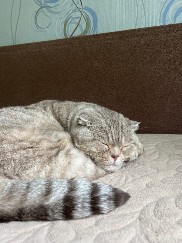 Woman documents quiet morning at home with cat in Russia